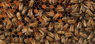 You can think of propolis as bee glue or weather caulk. What Is Bee Propolis Beehivehero