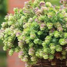 Image result for Clerodendrum rotundifolium