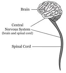 These neurons are responsible for transmitting the nerve impulses from the brain and spinal cord to the muscles and glands. Central Nervous System Read Biology Ck 12 Foundation