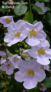 Image result for Thunbergia vogeliana