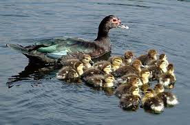 Jul 25, 2017 · raising mallard ducks: Wunder Blog Weather Underground Duck Breeds Barnyard Buddies Animal Family