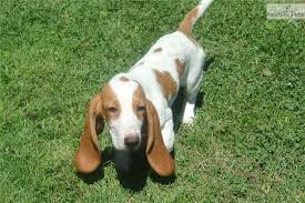 Hound meyerton, kusa registered basset hound puppies for sale. Basset Hound Puppy For Sale Near Northwest Ga Georgia 98626aa1 C891