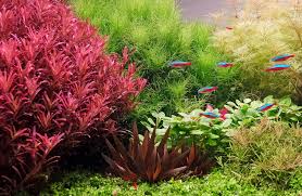 Image result for Xyris