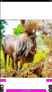 jallikattu wallpapers for android apk download jallikattu wallpapers for android apk
