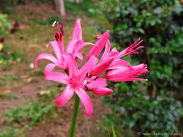 How To Plant Nerines Bowden Lily And Guernsey Lily Dear Plants