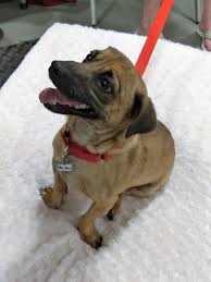 Pet adoption events richmond va. Dog Adoption Events In Richmond Va