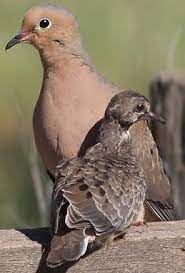 Mourning doves perch on telephone wires and forage for seeds on the ground; 380 Dove Ideen Taube Vogel Tiere