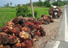 Liga super malaysia 2018), known as 2018 unifi malaysia super league (malay: Baru Sepekan Naik Harga Tbs Sawit Kembali Anjlok Sawitnotif