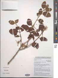 Image result for Erianthemum dregei