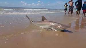 Maybe you would like to learn more about one of these? Fishermen Catch 14 Foot Long Hammerhead Shark In Corpus Christi Abc11 Raleigh Durham