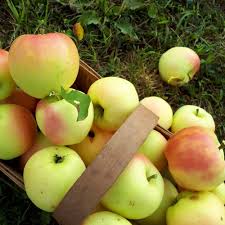 Grafted trees with fruiting varieties resistant to tmrsv and rootstocks tolerant to this virus have a problem with this disease (e.g., 'delicious'/mm.106). 9 Disease Resistant Apple Tree Species Laptrinhx News