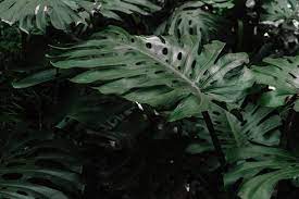 Monastera was polite in a group with others and got invited back, they'll customize their profile later. Free Photo Green Leaves Of Monastera Pholodendron Plant Growing In Garden