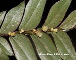 Image result for Anisophyllea quangensis