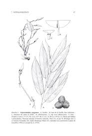 Image result for Hypselodelphys