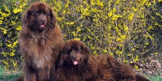 Der neufundländer ist ein gelassener, ruhiger und sehr liebenswürdiger hund. Neufundlander Hunderassen Lexikon