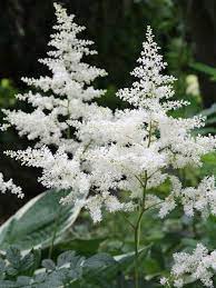 Astilbe White Garden False Spirea In 2020 White Gardens Shade Garden Shade Flowers