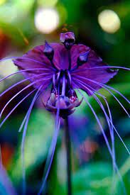 Pin On Plantas