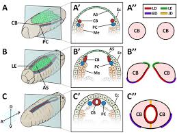 Veterinary Sciences Free Full Text Dissecting The Role Of The Extracellular Matrix In Heart Disease Lessons From The Drosophila Genetic Model Html