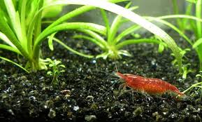 No seriously, different bettas have different attitudes. Can Bettas Live With Shrimp A Complete Guide Betta Source