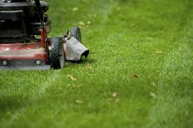 We kill weeds, fertilize and control insects. Lawn Mowing In Florida Your Green Team