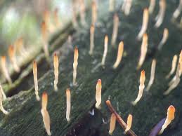 Image result for Multiclavula mucida