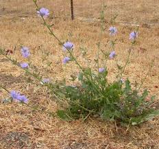 Velespit Net Yenebilen Yabani Otlar Sifali Bitki Bahcesi Otlar Bitki