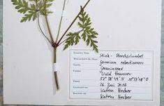 54 verschiedene bewerbungsvorlagen zum kostenlosen download tipps und hinweise zum verwenden von einem bewerbungsmuster aktuelle muster und vorlagen für ihre bewerbung. 15 Herbarium Ideen Herbarium Vorlage Gestalten Deckblatt Gestalten