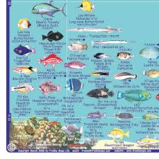 Big Island Tropical Fish Guide Snorkel Rentals In Kona