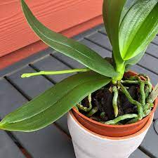 If the orchid spike is thin and relatively new, this is the best method. How To Stake An Orchid With Pictures Smart Garden Guide