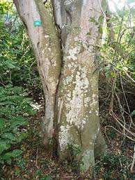 Image result for Celtis africana