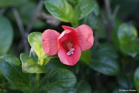 Image result for Barleria galpinii