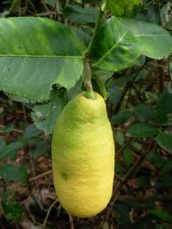 Athi (ficus glomerata) is a big tree in the family of ficus trees, which has various applications in ayurveda medicines. Odichukuthi Lime Citrus Fruit Citrus Fruit