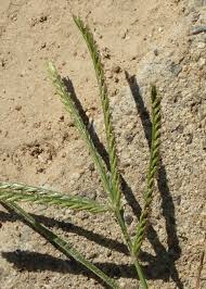 Image result for Eleusine africana