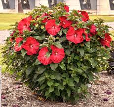 Image result for Hibiscus gwandensis