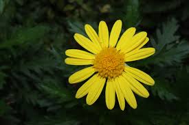 Image result for Euryops chrysanthemoides
