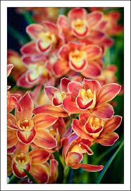 Check spelling or type a new query. Orchid Beautiful Orchids Beautiful Flowers Orchids