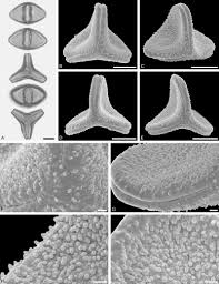 Image result for Spragueanella