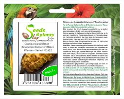 Image result for Cogniauxia