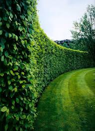 Tips for planting boxwood hedges. 27 Boxwood Shrubs Ideas Shrubs Boxwood Boxwood Landscaping