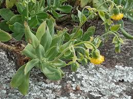 Image result for Kleinia chimanimaniensis