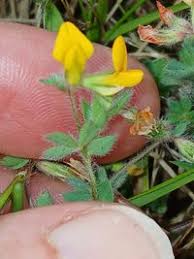 Image result for Lotus namulensis