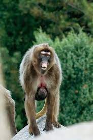Gelada Mother 4 Pet Monkey Amazing Animal Pictures Cute Animals