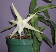 Image result for Angraecopsis parviflora