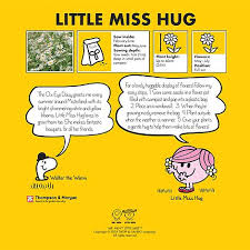 We did not find results for: Little Miss Hug Ox Eye Daisy Thompson Morgan
