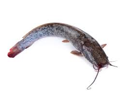 Beza ikan sembilang dan ikan keli. Ikan Sembilang Laut Fresbag