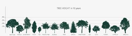 Pine trees are divided into three subcategories in terms of growth: How Tall Will My Tree Grow Pine Tree Silhouette Transparent Png 1865x488 Free Download On Nicepng
