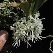 Image result for Diaphananthe