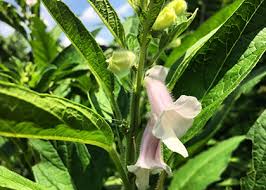 Image result for Sesamum angolense