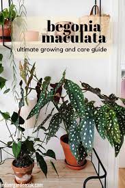 Begonia Maculata Care Guide 1 Begonia Maculata Plants Plant Care Houseplant