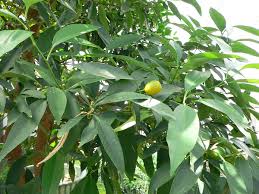 Image result for Clappertonia polyandra